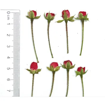 500pcs Szárított Oldalon Préselt Rózsa Bimbó Virág Növény Herbárium Ékszerek Könyvjelző Képeslap Telefon Esetében Meghívó DIY, Hogy